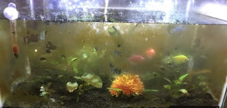 Бурые водоросли (коричневый налет) в аквариуме