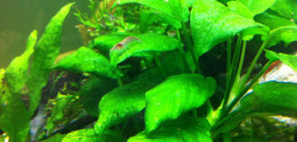 Ксенококус (зеленый налет в аквариуме)