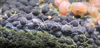 Нематоды (белые черви) в аквариуме