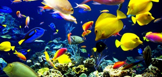 Совместимость аквариумных рыбок