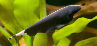 Черный нож рыба (аптеронотус белокаймовый)