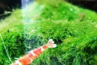 Креветки красный кристалл