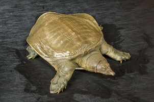 Трионикс аквариумная черепаха
