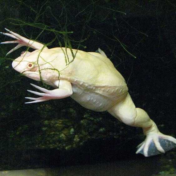 Шпорцевая лягушка альбинос
