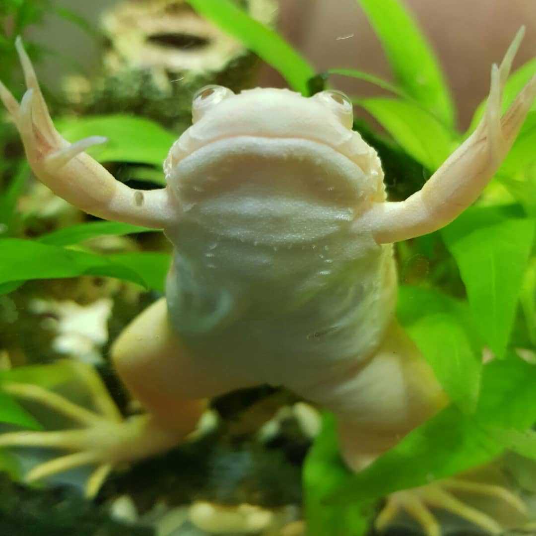 Жизнь лягушук