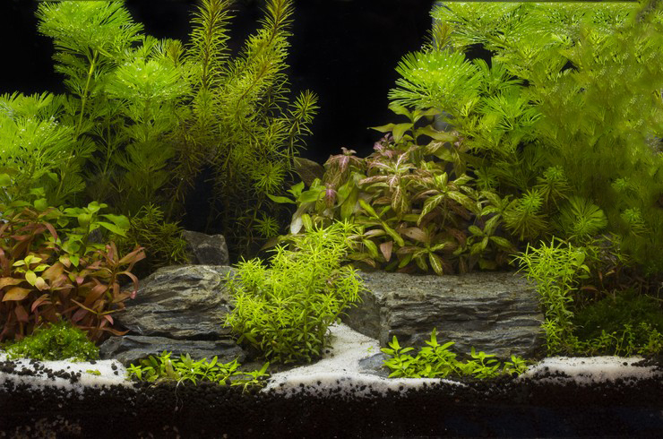 Аквариум травник – зеленый уголок подводного мира