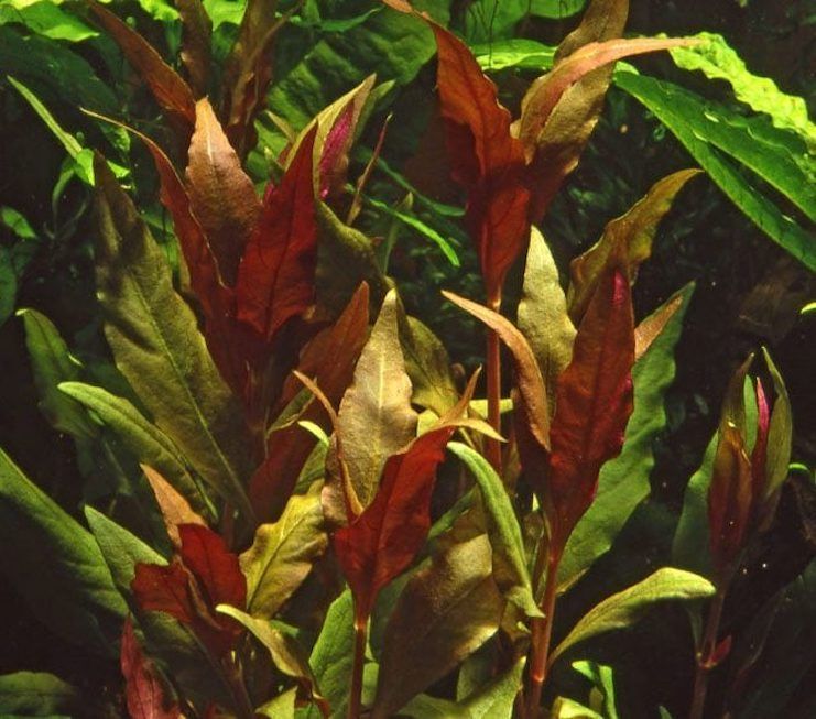 Альтернатера рейнеки розовая (розаэфолия) (Alternanthera reineckii roseafolia)