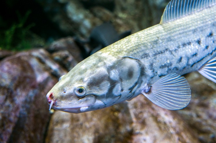 Плотная ганоидная чешуя и трубчатые ноздри – примитивные признаки рыб
