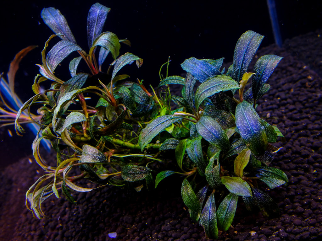 Красивое аквариумное растение