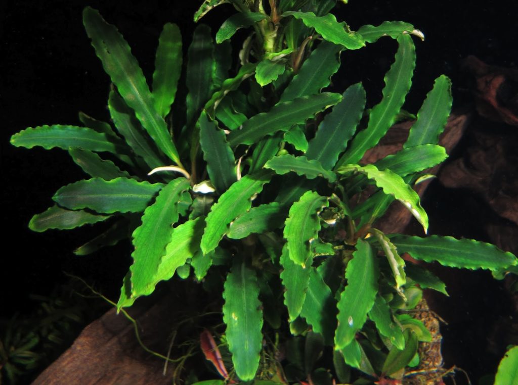 Bucephalandra sp. Green Wave. Буцефаландра зеленая волнистая грин вейв