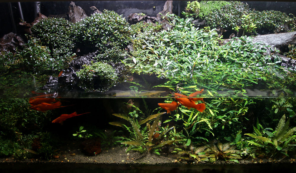 Видовой аквариум биотоп. Рыбки меченосцы в аквариуме