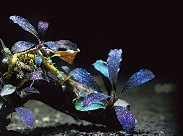 Bucephalandra sp. "Arrogant Blue"