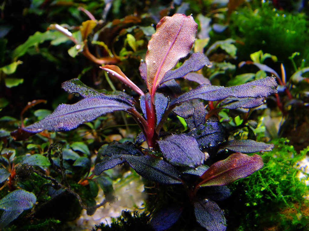 Bucephalandra sp. Brownie Red. Буцефаландра брауни ред