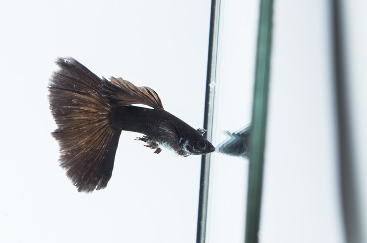 Черные гуппи – красивые и неприхотливые рыбки