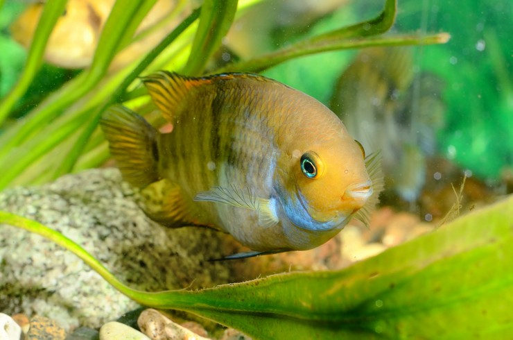 Использование кормов с натуральными усилителями цвета сделает ваших рыбок еще ярче
