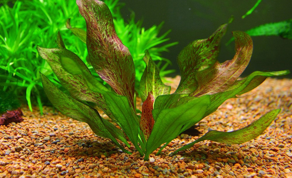 Эхинодорус оцелот красный содержание в аквариуме, фото