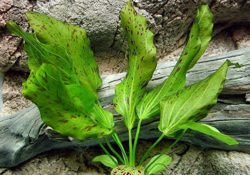 Эхинодорус оцелот зеленый содержание в аквариуме, фото