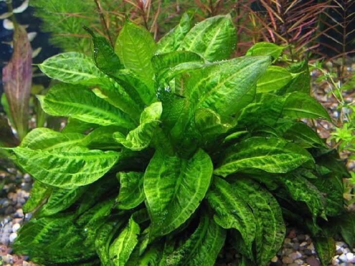 Эхинодорус тропика или эхинодорус мелкоцветный содержание в аквариуме, фото