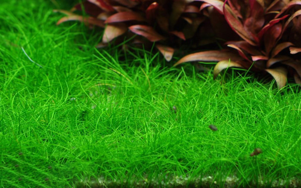 Элеохарис мини или ситняг мини почвопокровное аквариумное растение