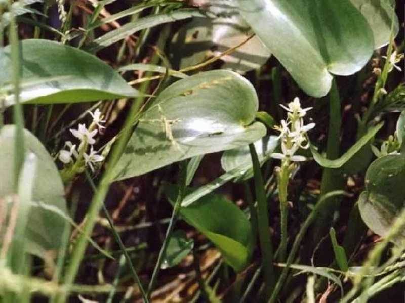 Гетерантера Каллолистная (Heteranthera callifolia)