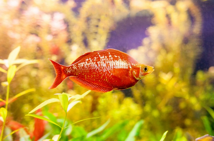 Глоссолепис красный – яркая и крупная рыбка
