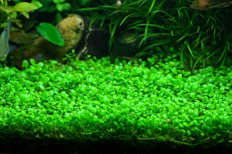 почвопокровные аквариумные растения