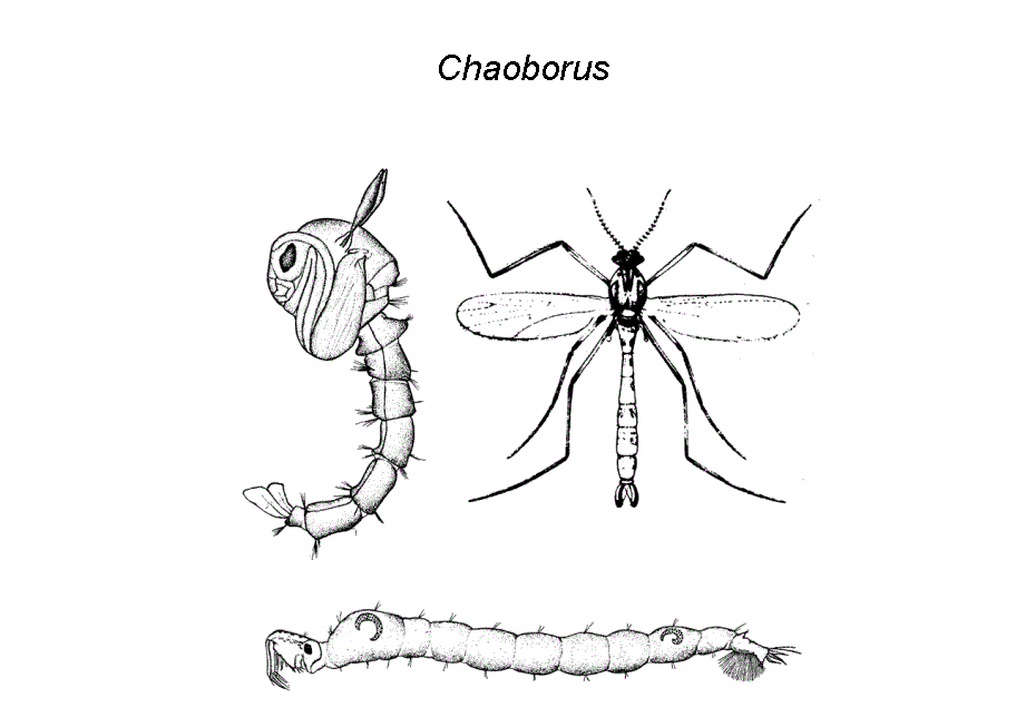 Chaoborus