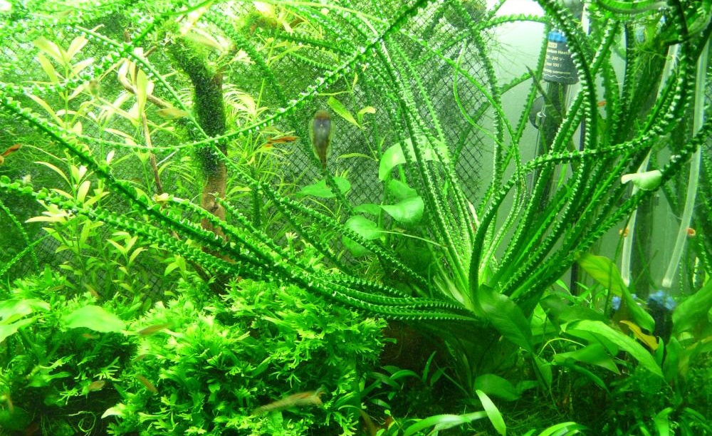 Содержание кринума в аквариуме. Необычные аквариумные растения фото
