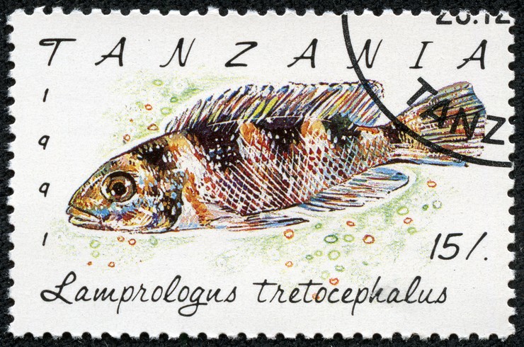 Марка с изображением лампрологуса. Танзания, 1991