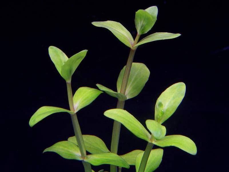 индерния дубиа (Lindernia dubia)