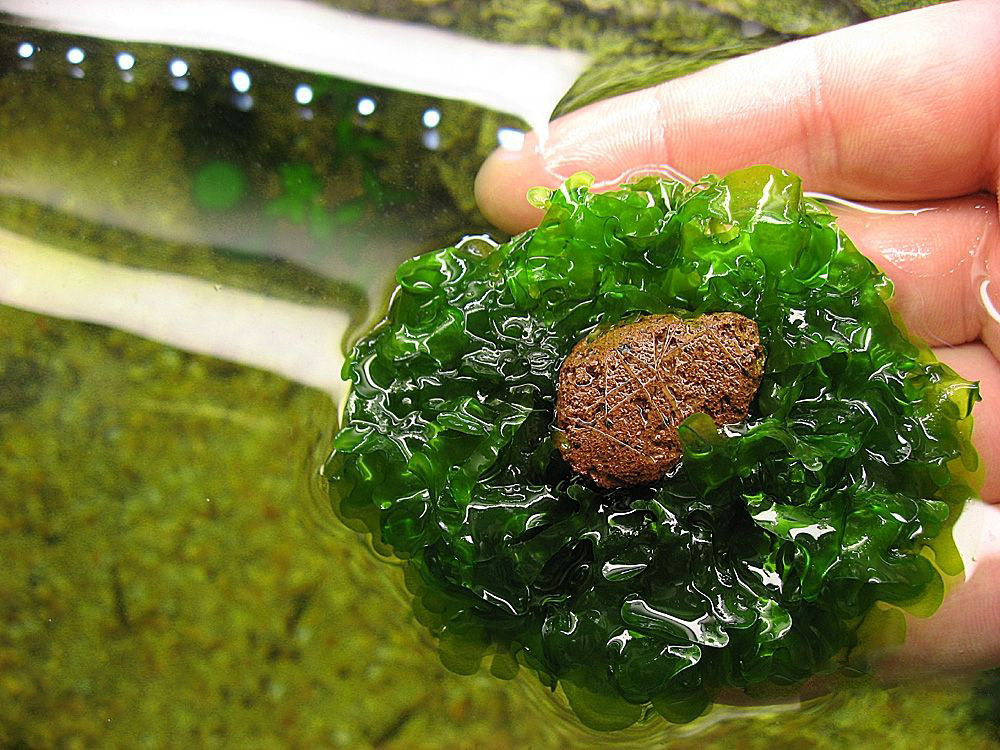 Ломариопсис на камне. Как посадить плавающее аквариумное растение