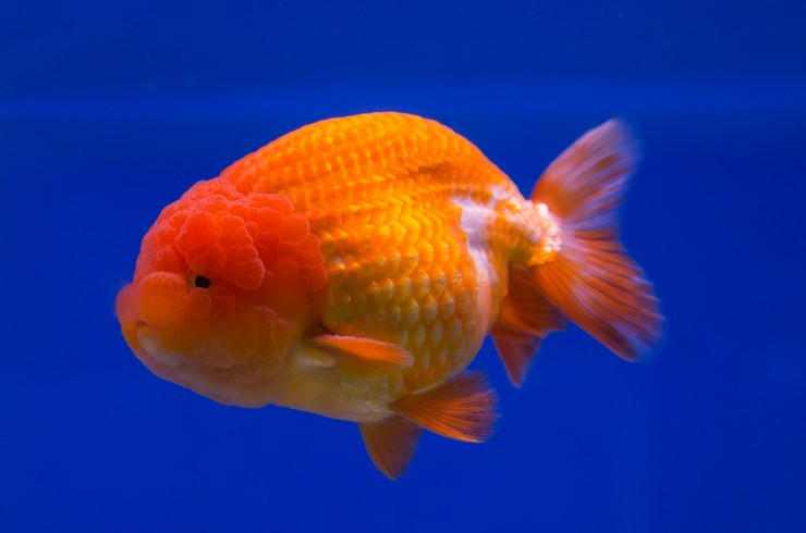 Львиноголовка золотая рыбка – рыбка в «шлеме»
