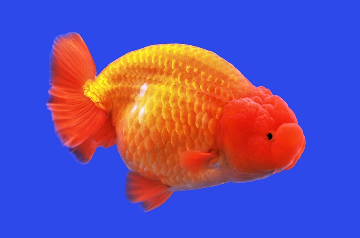 Золотая рыбка львиноголовка. Внешний вид.