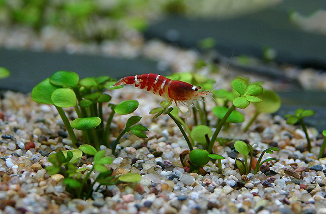 Марсилия аквариумное растение или водный клевер фото 