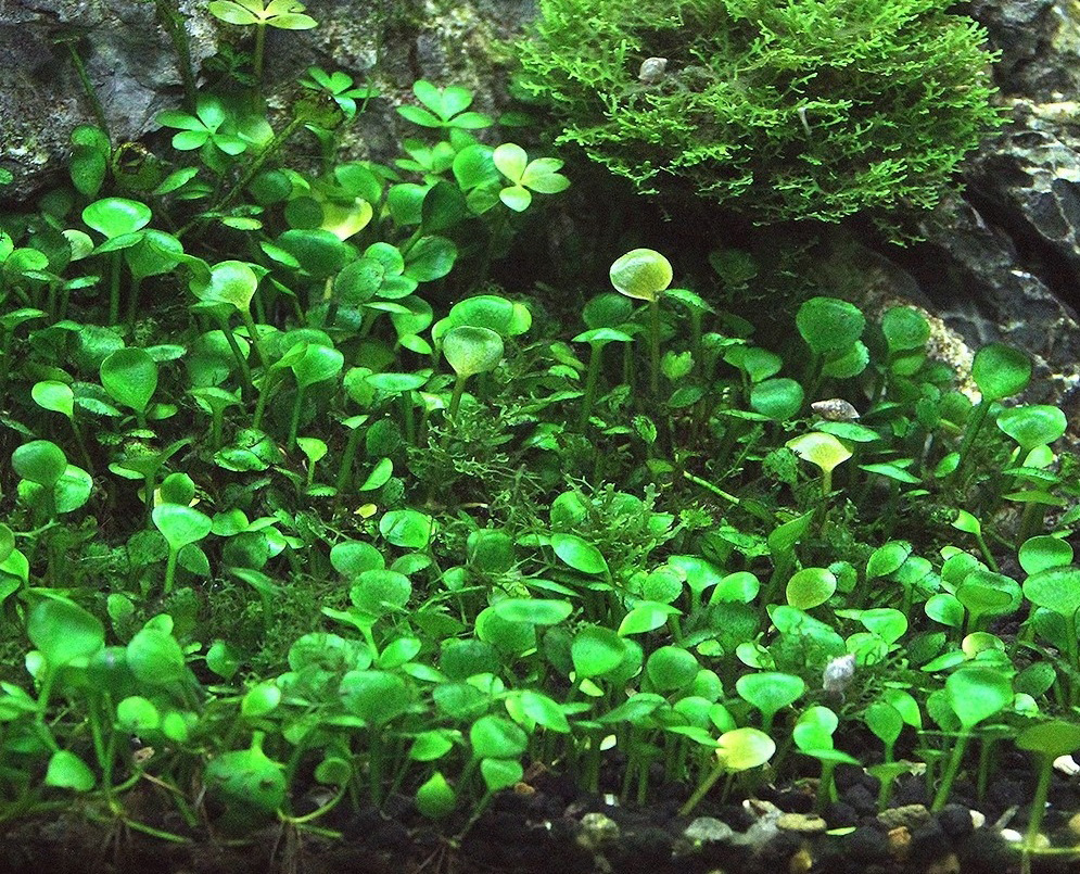 Марсилия хирсута почвопокровное аквариумное растение