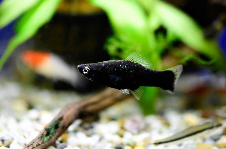 Черные меченосцы – миролюбивые рыбки