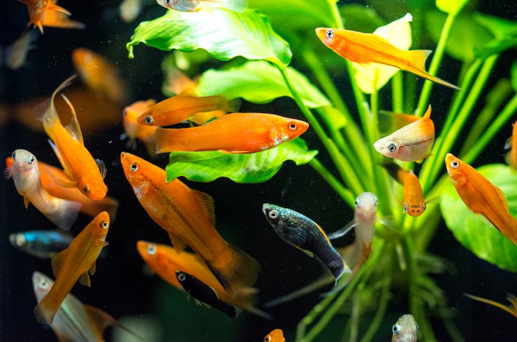 Группа красных меченосцев в аквариуме