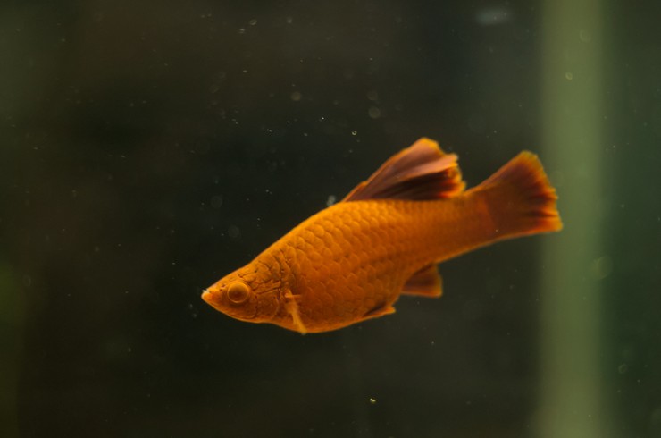 Меченосец рубин – живородящая рыбка