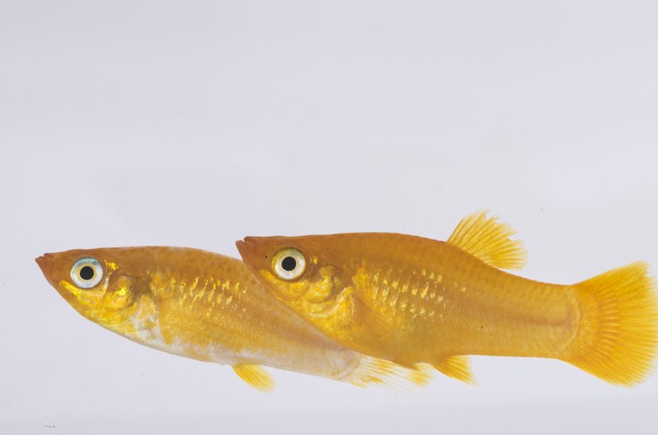 Золотые меченосцы – очень активные рыбки