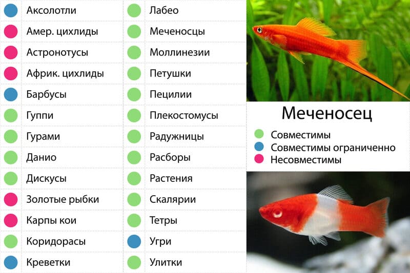 Таблица совместимости меченосцев кои с другими рыбками