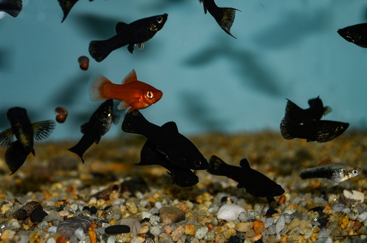 Стайка черных моллинезий в общем аквариуме