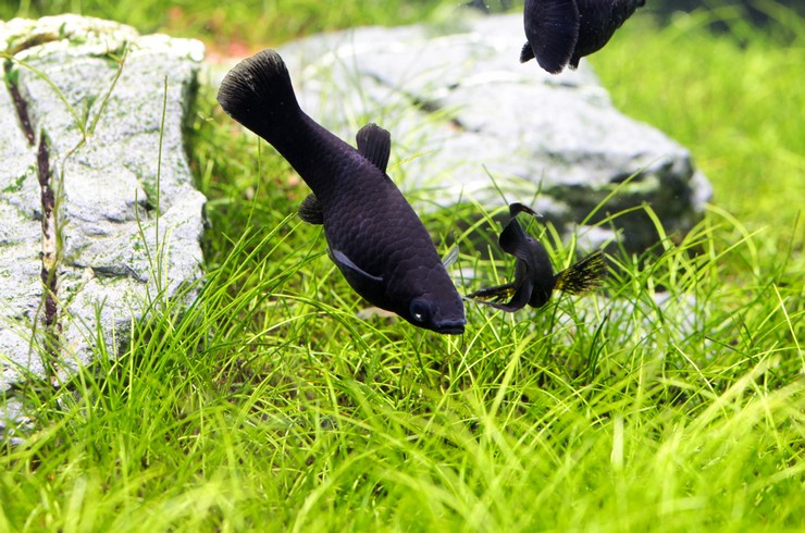 Черные моллинезии любят обкусывать нежные листья водных растений