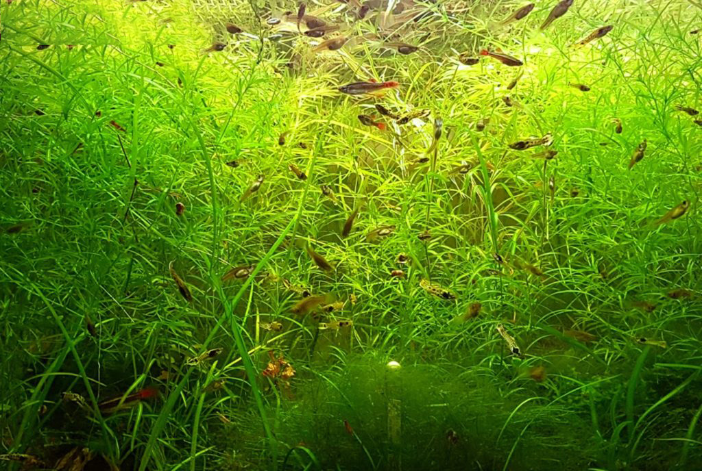 Наяс травянистый описание с фото. Наяда в аквариуме. Неприхотливые плавающие аквариумные растения