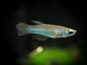 Aplocheilichthys macrophthalmus
