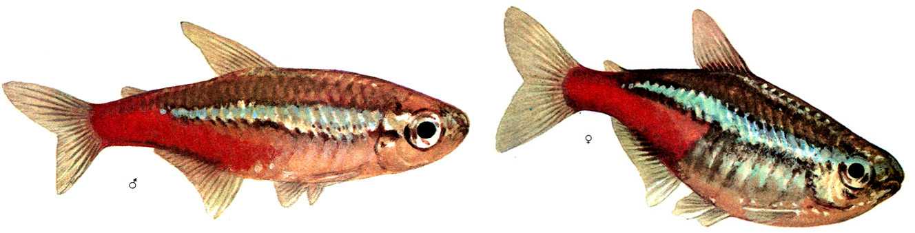 Неоны - неприхотливые тропические рыбки с мирным характером