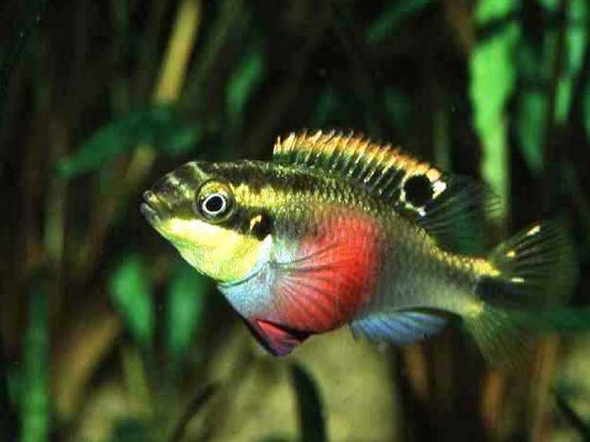 Pelvicachromis aureocephalus