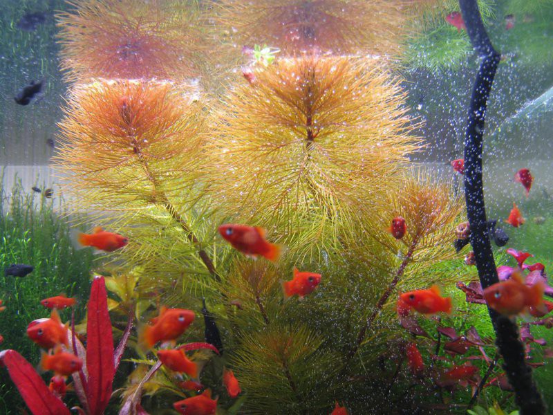 Неприхотливые аквариумные растения: уруть.