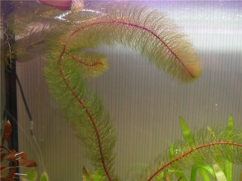 Перистолистник (уруть) красностебельный. Myriophyllum cf. aquaticum «Red Stem»