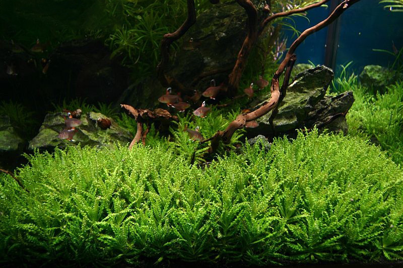 Красивый аквариум с растениями. Аквариум травник