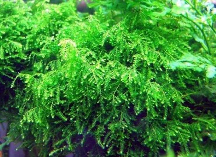 Ползучий мох (Creeping Moss)